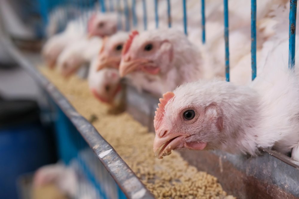 Caged Chickens