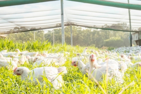 Free Range Chicken