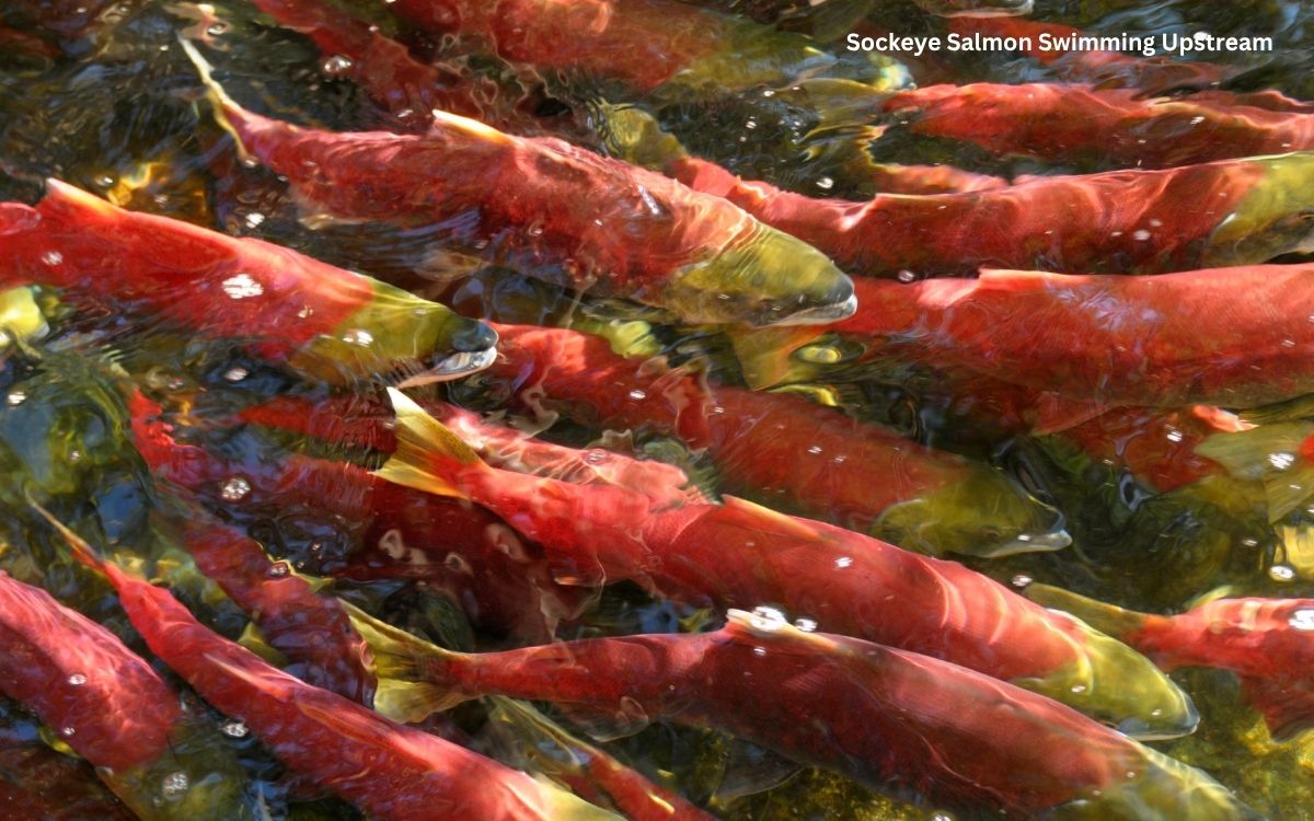 Sockeye Salmon