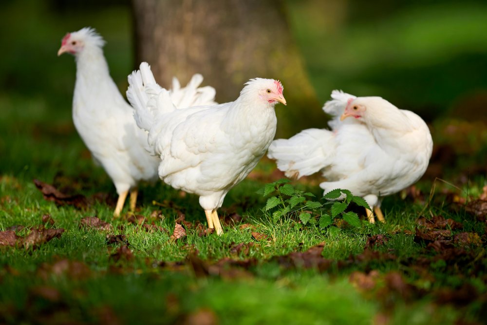 Free Range Chickens