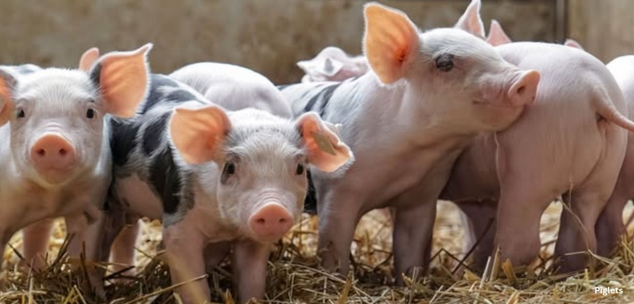 Piglets