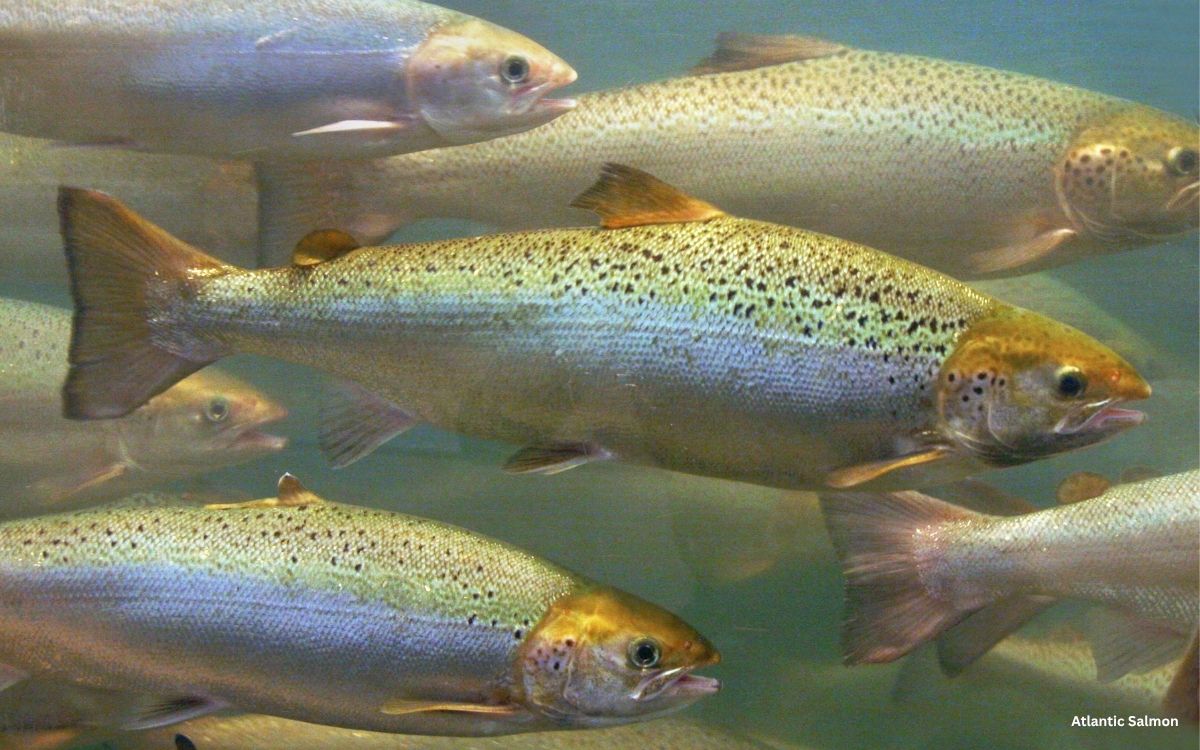 Atlantic Salmon