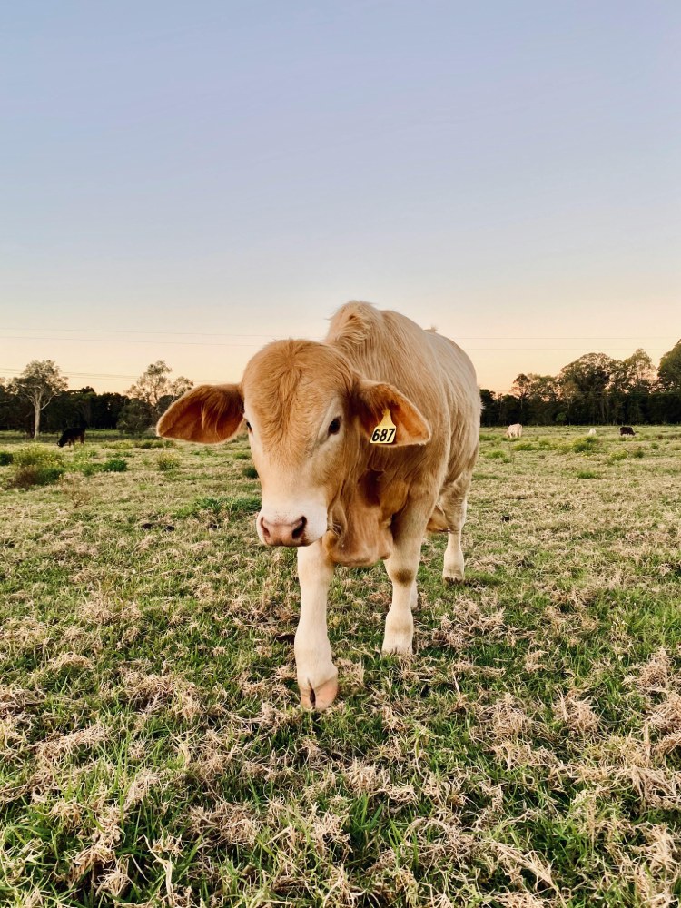 Australian cow